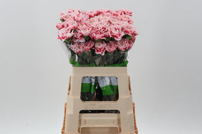 <h4>Di St Joker 60cm</h4>