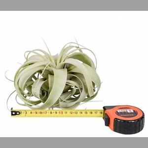 Tillandsia Xerographica X6