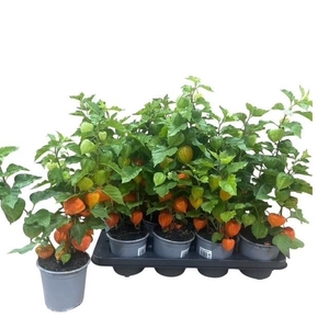 PHYSA AL FRANCHETII
