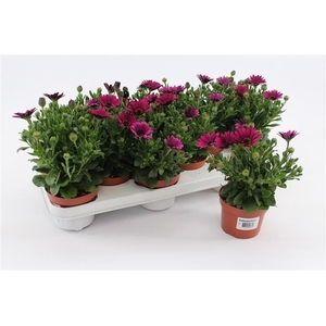 Osteospermum Purple