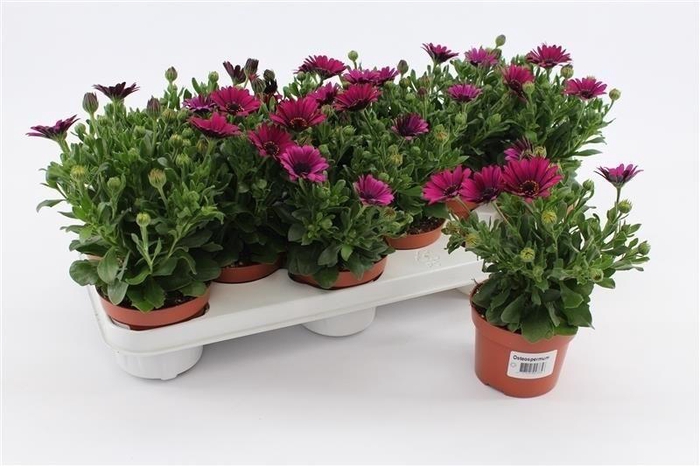 <h4>Osteospermum Purple</h4>