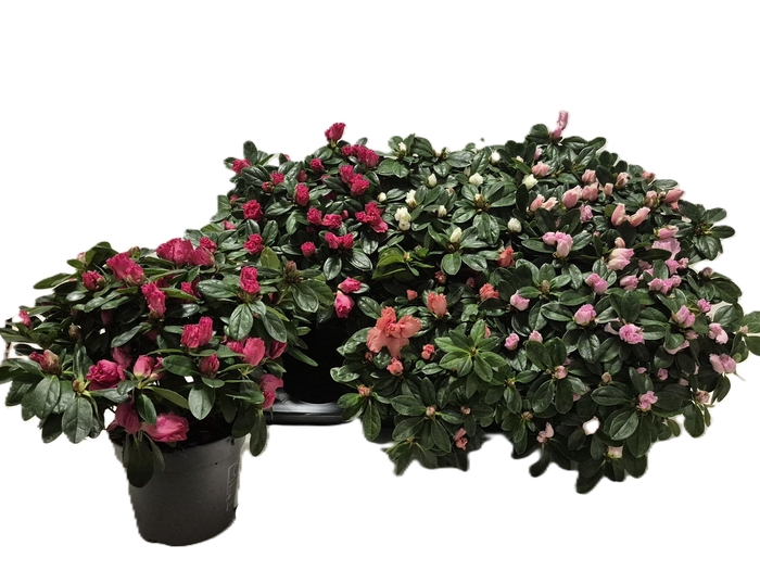 <h4>RHODO SI VOGEL GEM</h4>