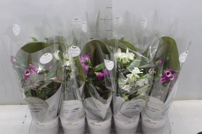 <h4>DENDROBIUM NOBILY P12</h4>