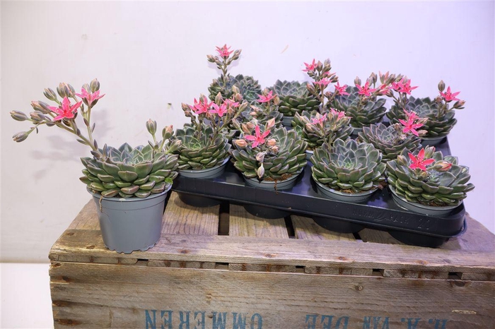 <h4>Grapto Bellum</h4>