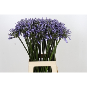 Agapanthus Happy Blue