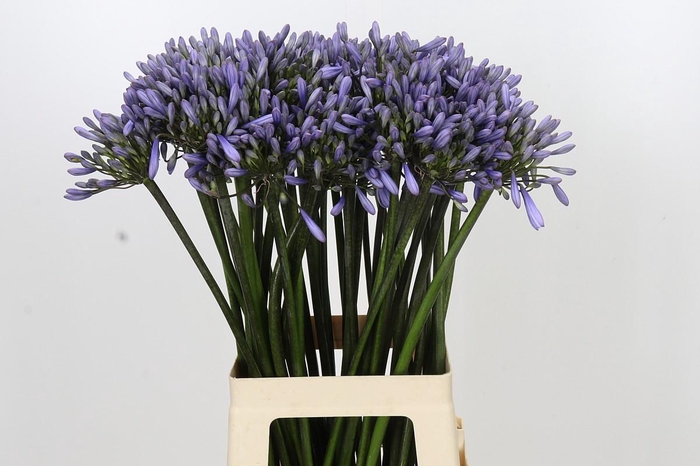 <h4>Agapanthus Happy Blue</h4>