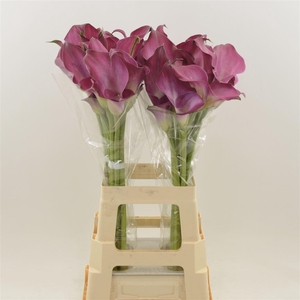 Calla Fantasia | Dubbelbloemig