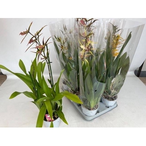 BRASSIA SUMMER DREAM