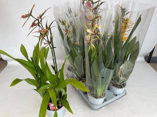 <h4>BRASSIA SUMMER DREAM</h4>