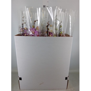 Phalaenopsis   ...mix