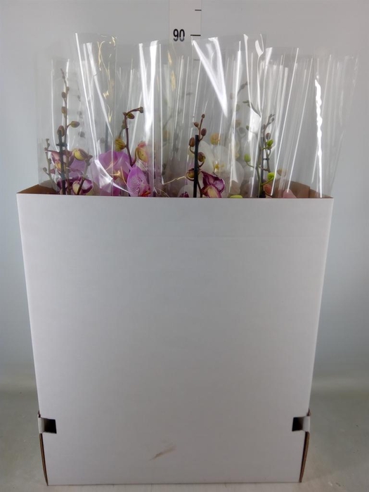 <h4>Phalaenopsis   ...mix</h4>