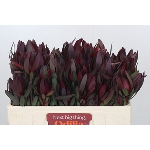 Leucadendron Saf Sunset Dark R.spray