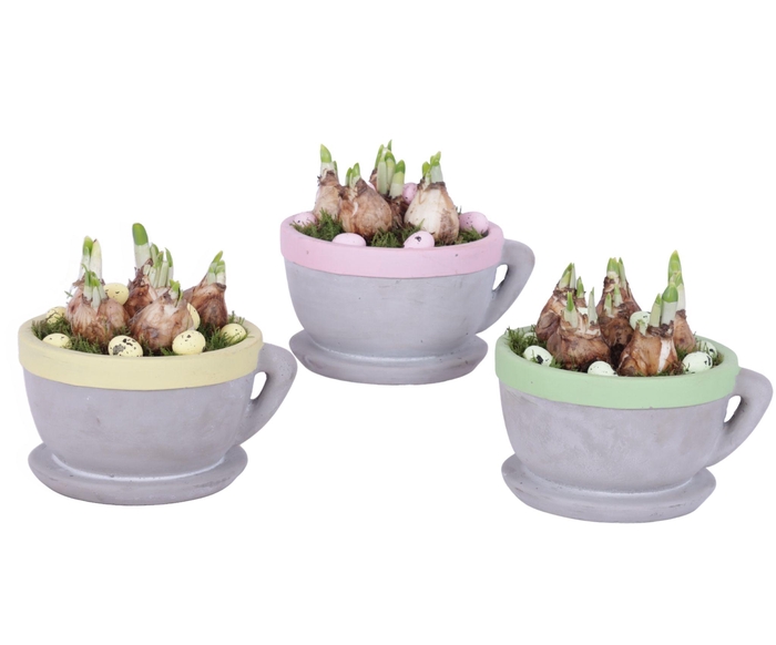 <h4>Easter Arr. Narcis Ceramic Cup And Saucer Colored Rim Ø19cm</h4>