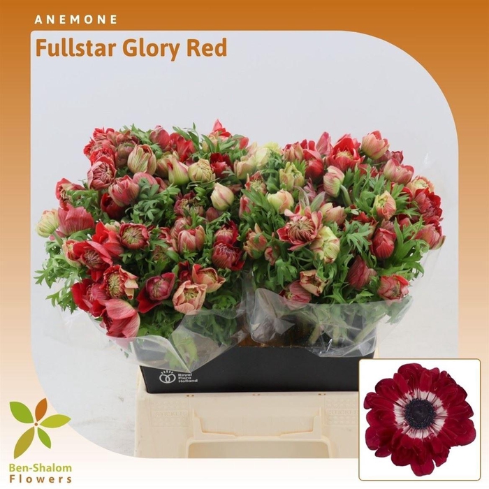 Anemone Fullstar Glory Red