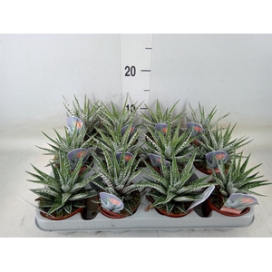 Haworthia fasciata 'Alba'