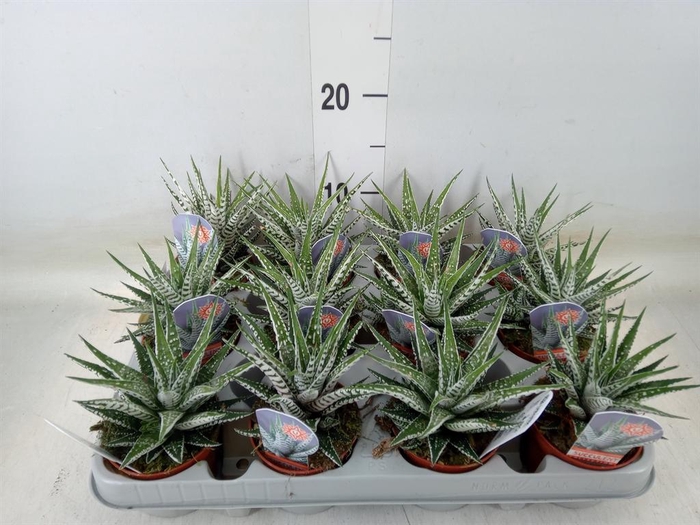 <h4>Haworthia fasciata 'Alba'</h4>