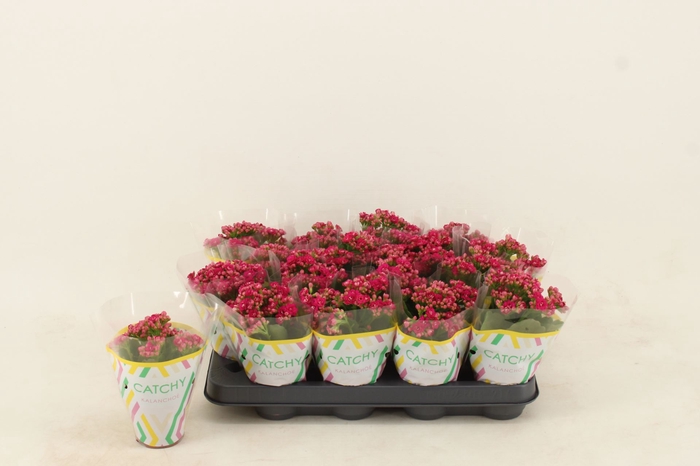 <h4>Kalanchoe Calandiva Garbo</h4>
