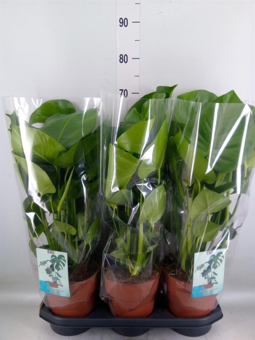 <h4>Monstera delic.</h4>