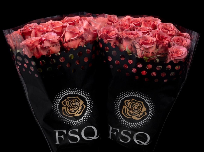 <h4>R GR Razmatazz</h4>