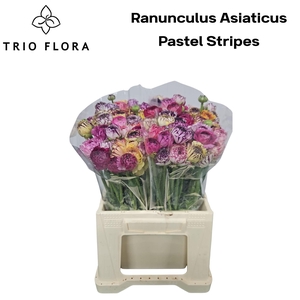 RAN EL PA ST GEM BS 566