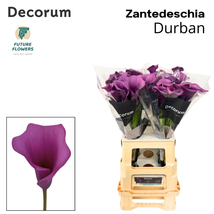 <h4>Calla Durban Future</h4>