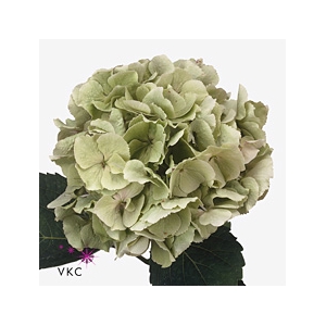 Hydrangea verena classic