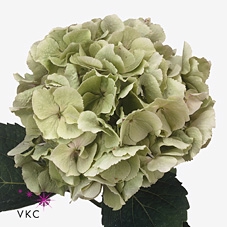 Hydrangea verena classic