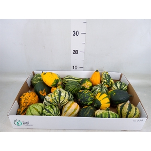 Cucurbita pepo 'Maya Mix'