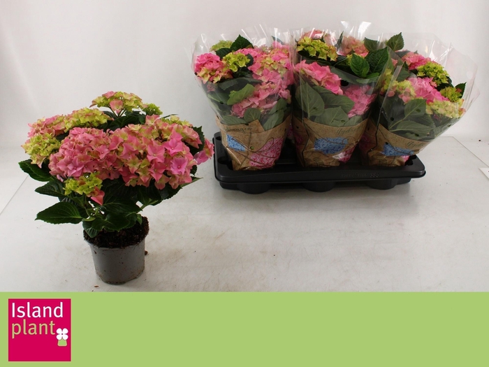 <h4>HYDR M EARLY ROSA</h4>