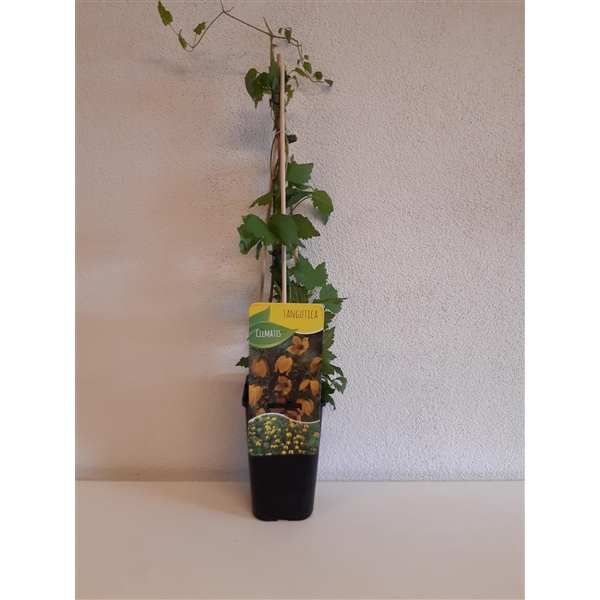 <h4>Clematis tibetana 'tangutica'</h4>