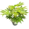 Fatsia jap. 'Spiderweb' sense C10