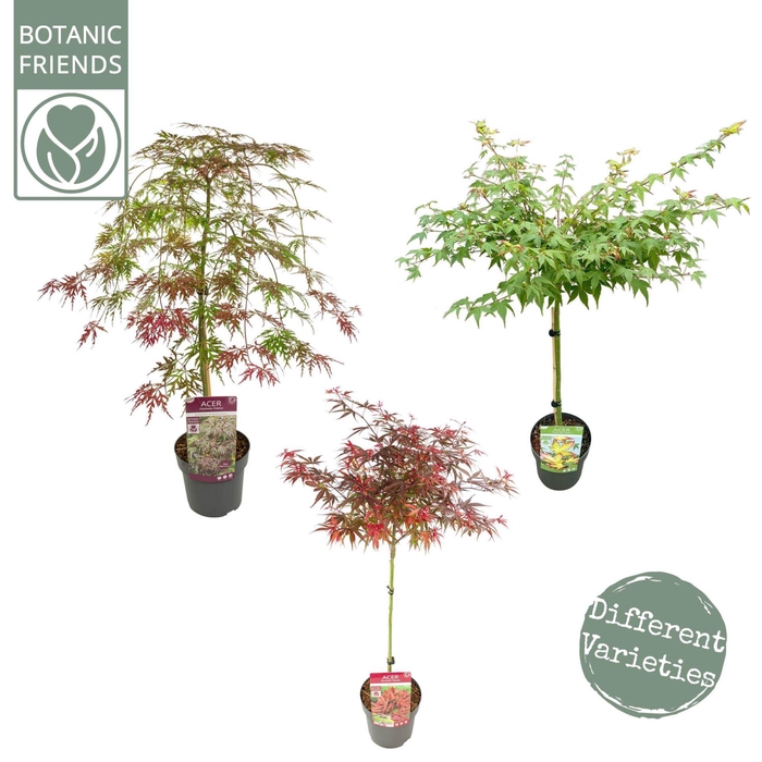 <h4>Acer palmatum</h4>