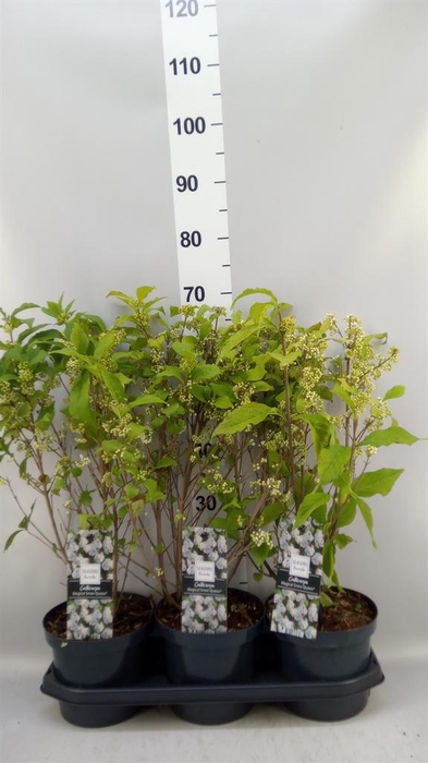 <h4>Callicarpa   ...</h4>