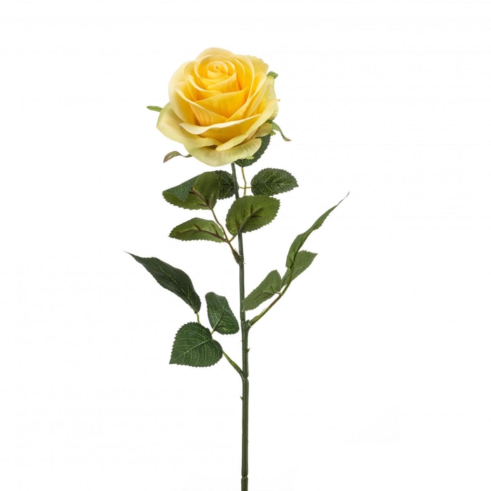 <h4>Rosa 65cm</h4>