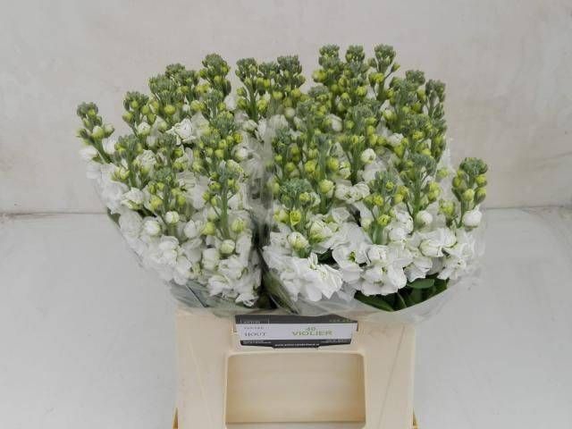 <h4>MATTH CENTUM WHITE</h4>