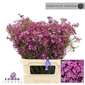 Chamelaucium Sexy Mystery Lila 80cm