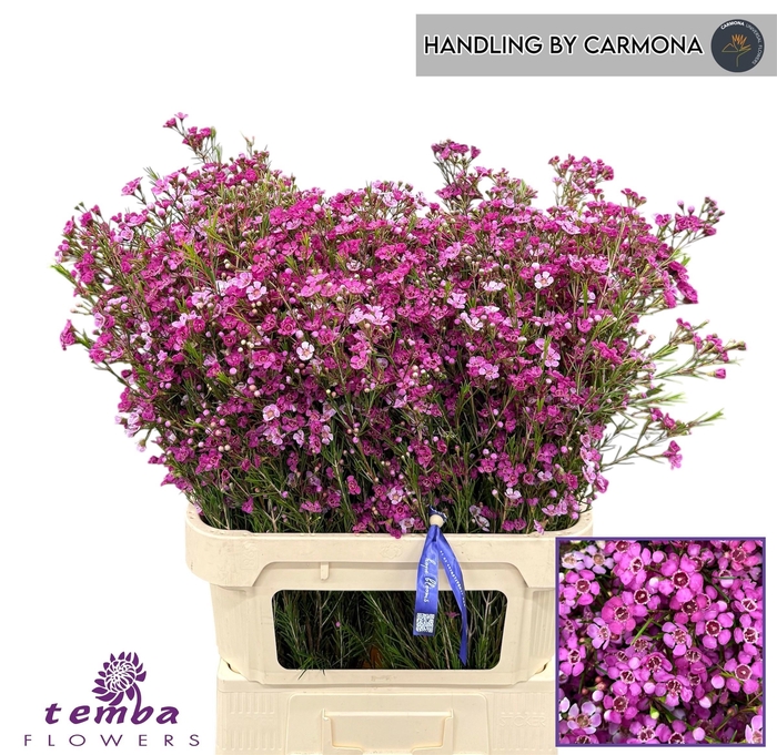 Chamelaucium Sexy Mystery Lila 80cm