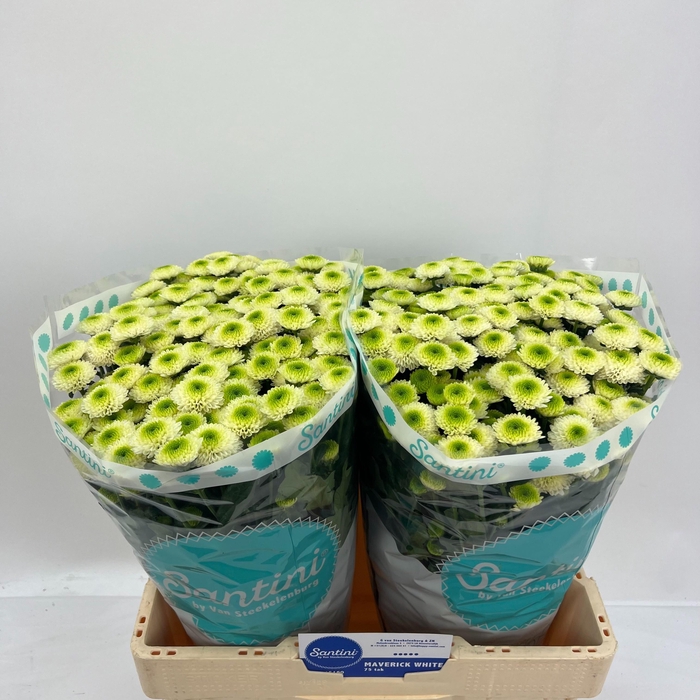 <h4>CHR S FERRY</h4>