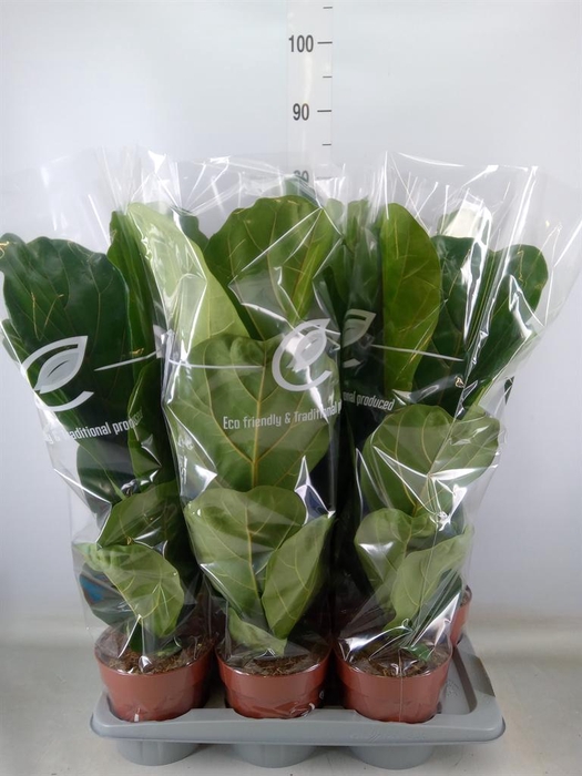 <h4>Ficus lyrata</h4>