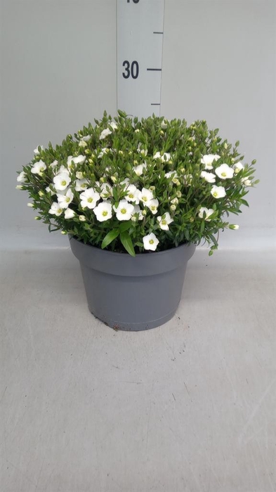 <h4>Arenaria montana</h4>