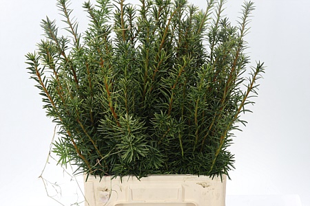 <h4>Gr Taxus B Fas Aurea</h4>