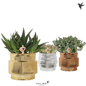 Kolibri Greens Succulenten mix in Allure Shiny pot mix