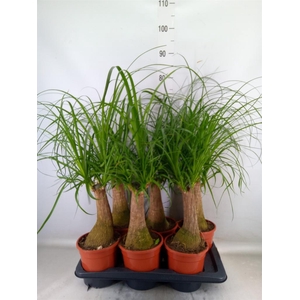 Beaucarnea recurvata