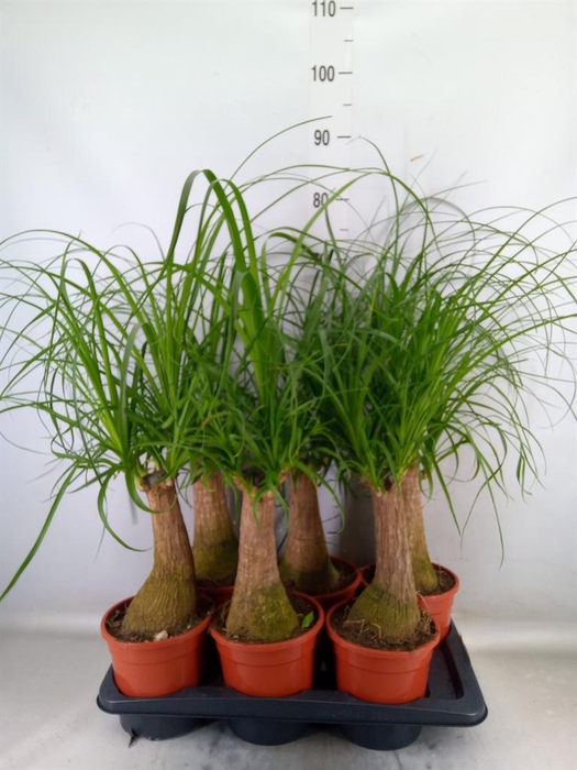 <h4>Beaucarnea recurvata</h4>