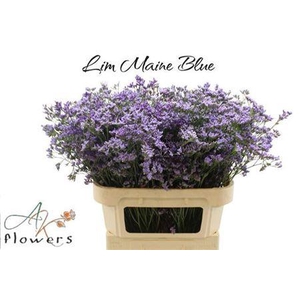 Lim Maine Blue