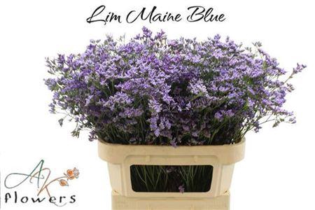 <h4>Lim Maine Blue</h4>