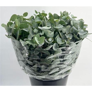 Eucalyptus per bos cinerea