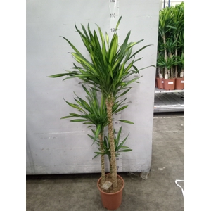 Dracaena frag. 'Riki'