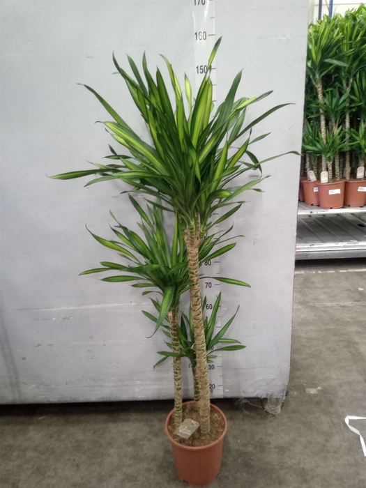 <h4>Dracaena frag. 'Riki'</h4>