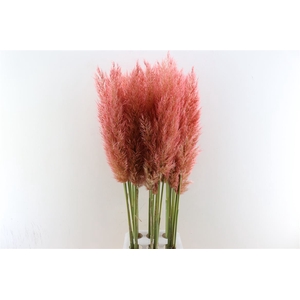 Cortaderia Opgetrokken Donker Roze Stem